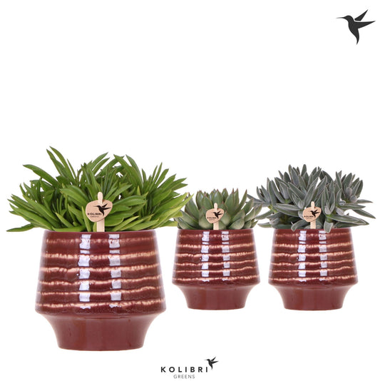Succulent mix 26cm 12cm Pot