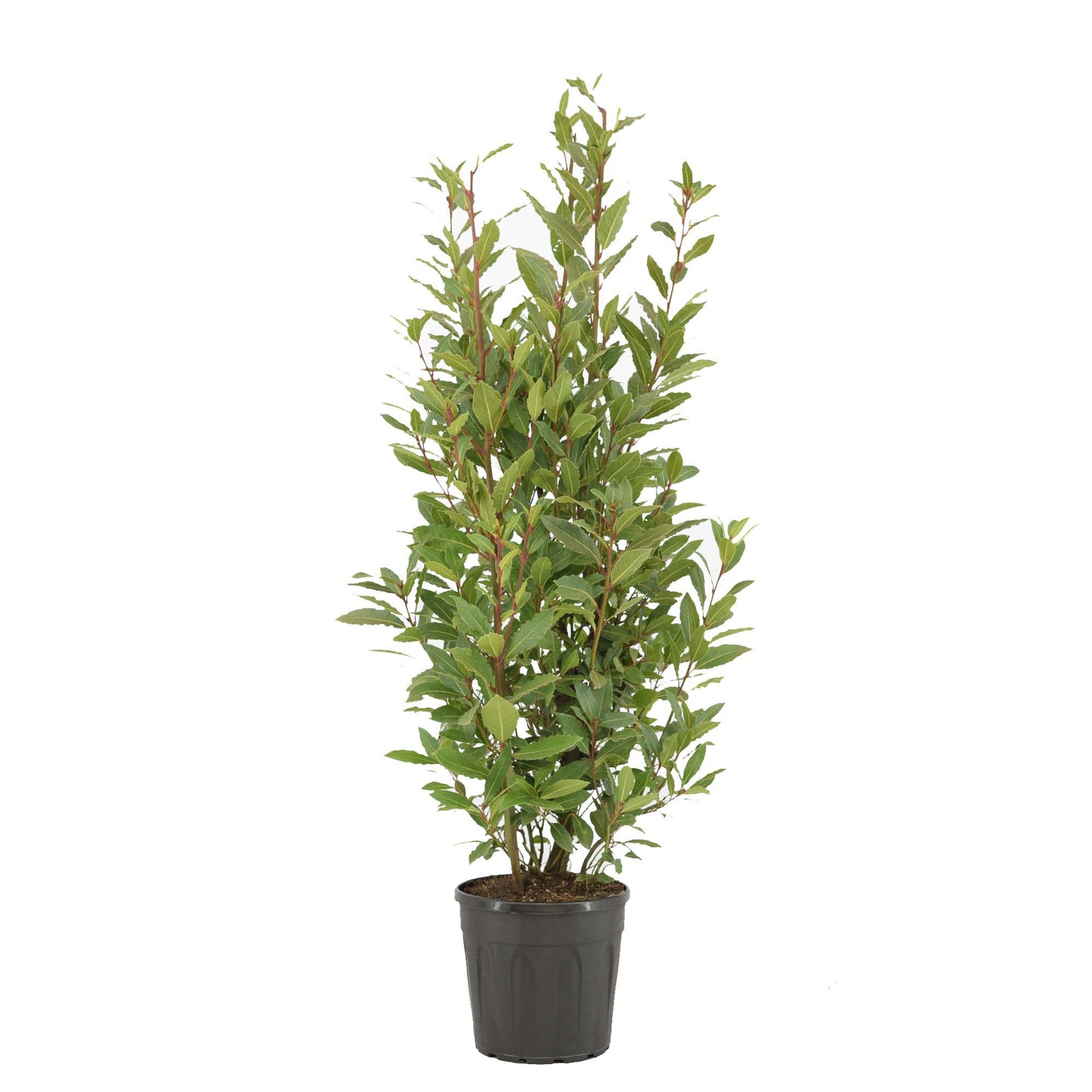 Laurus nobilis 130cm 25cm Pot