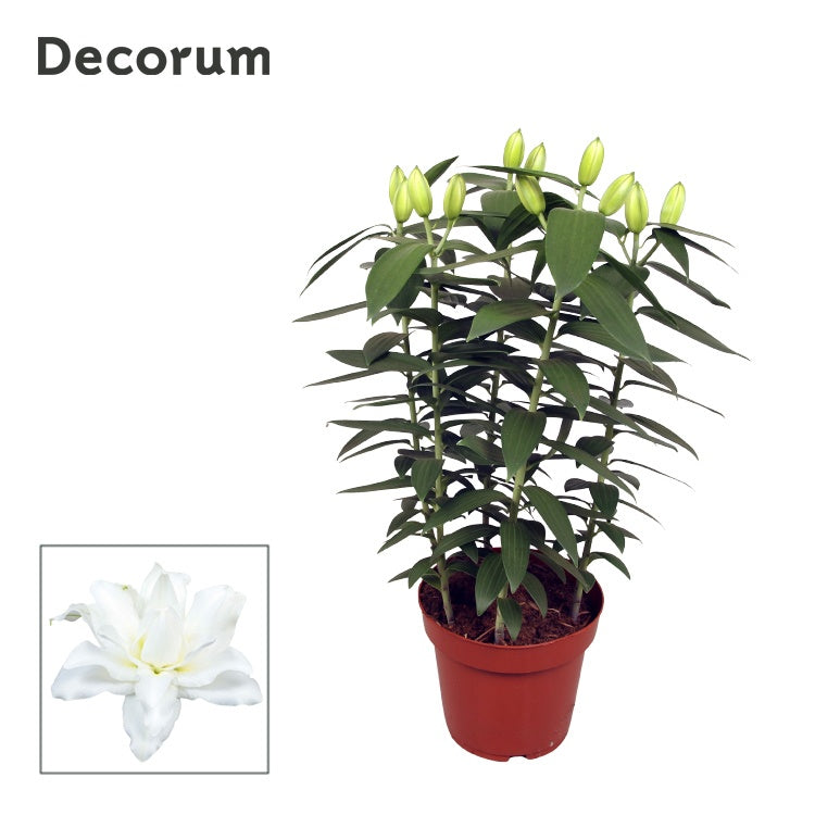 Lilium oriental Double Dante 60cm 19cm Pot