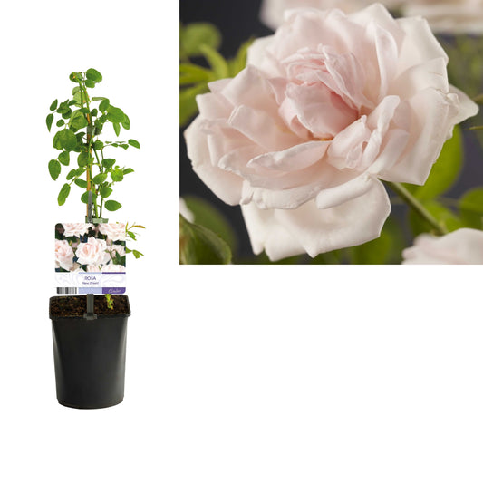 Rosa New Dawn 40cm 11cm Pot