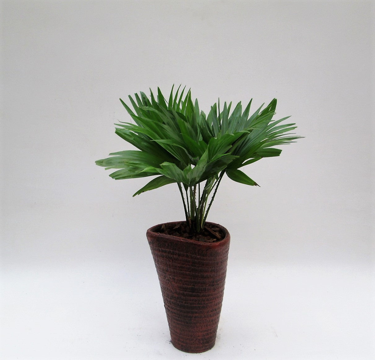 Livistona rotundifolia 45cm 16cm Pot