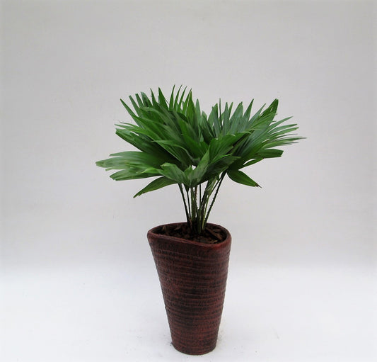 Livistona rotundifolia 45cm 16cm Pot