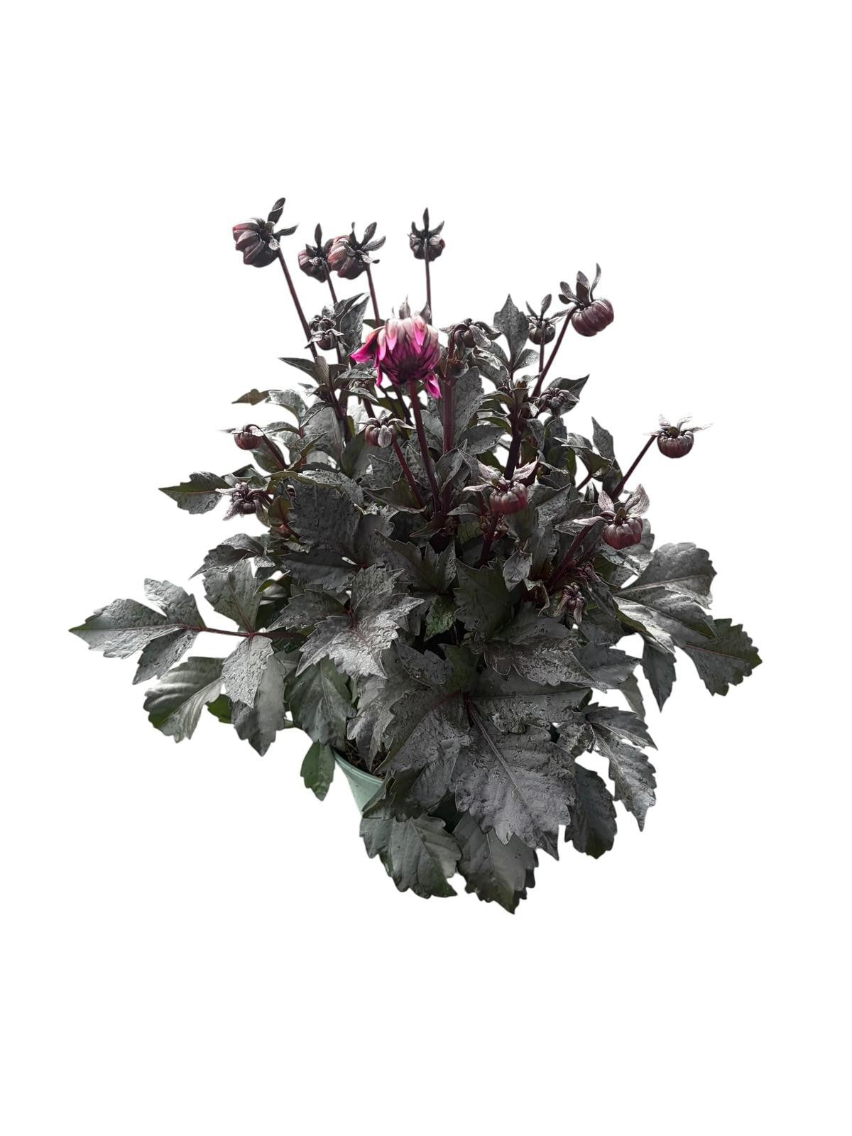 Woudenberg, VOF Gebr. van Dahlia Gardenetta Pearl Pack of 1