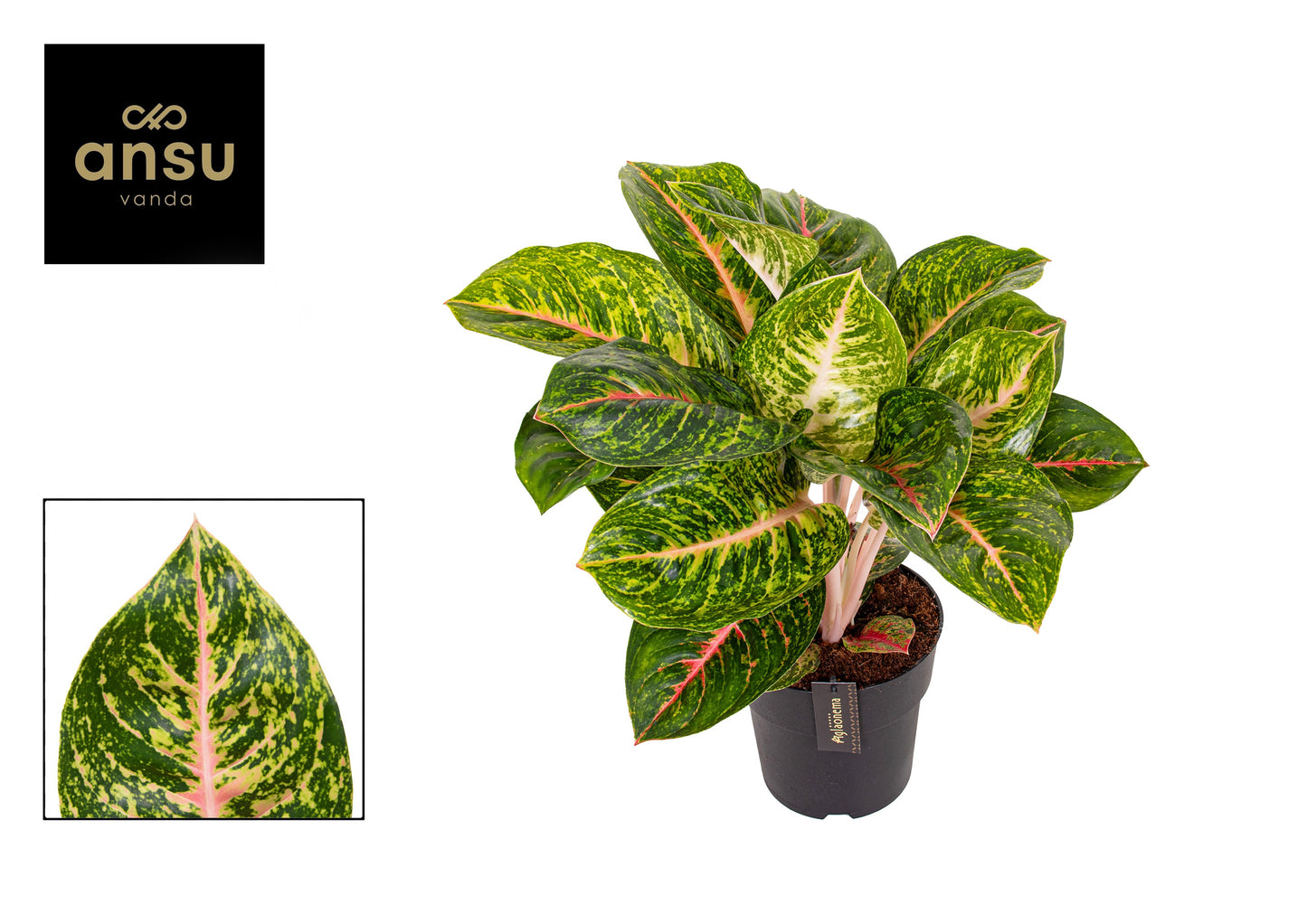 Aglaonema Spring Red 50cm 19cm Pot
