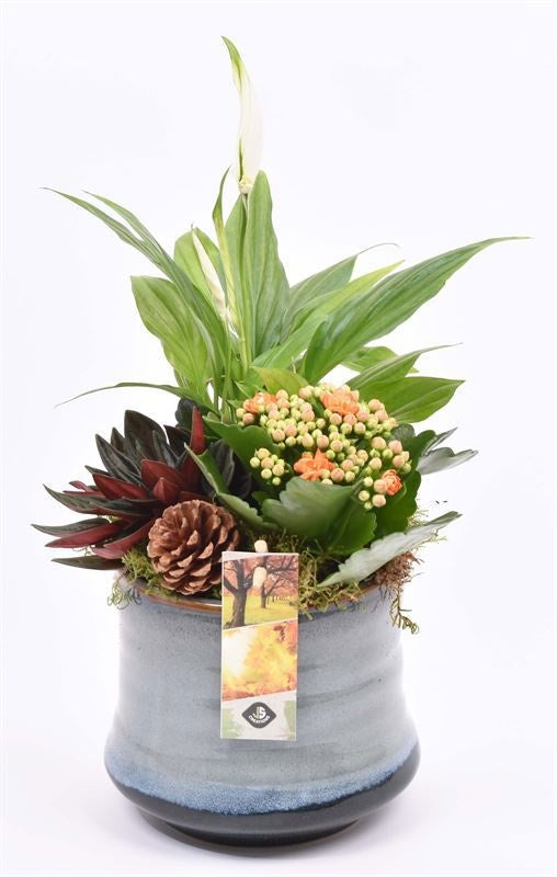 Indoor arrangement 14cm Pot