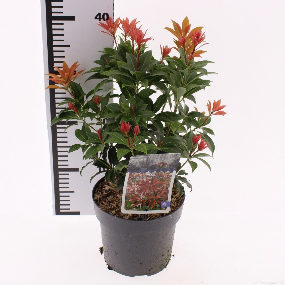 Pieris japonica 40cm 17cm Pot