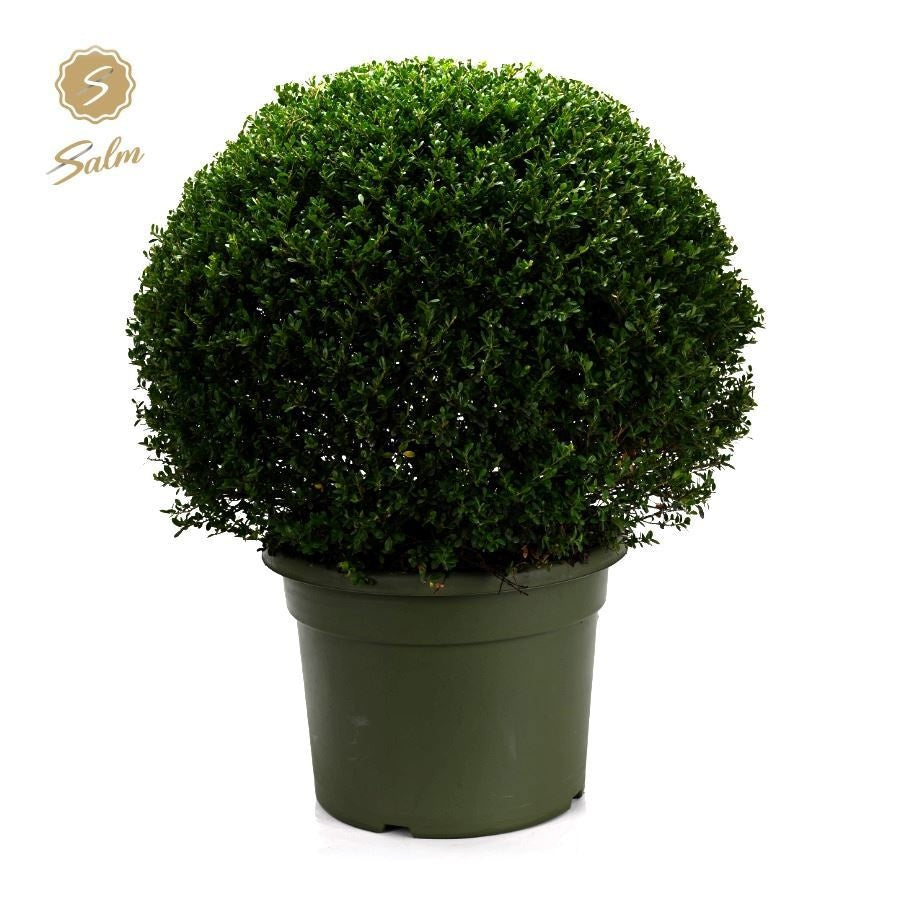 Ilex crenata 80cm 45cm Pot