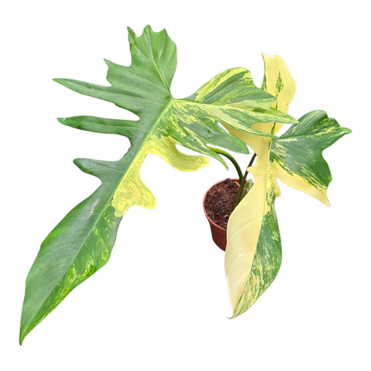Philodendron scandens 30cm 12cm Pot