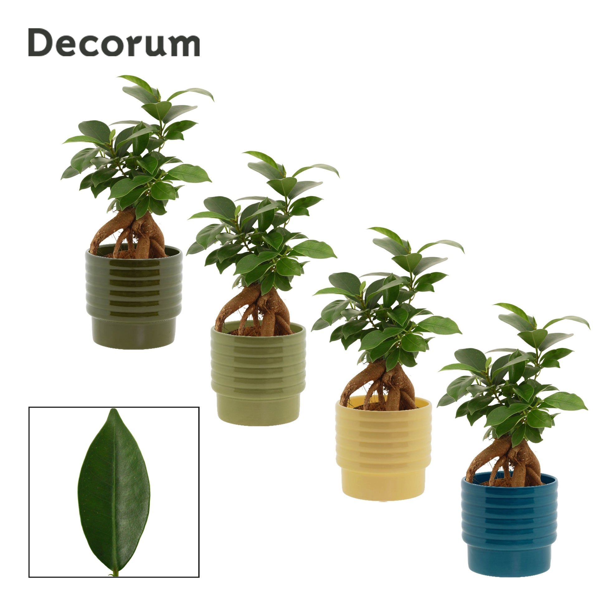 Duijn-Hove BV, kwekerij Ficus Ginseng Pack of 8