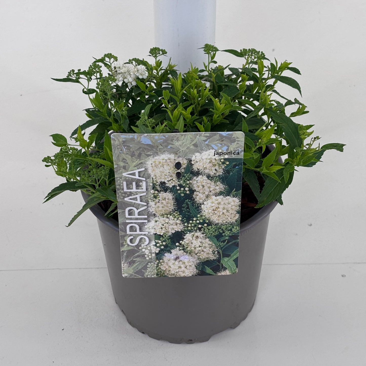 Spiraea japonica Albiflora 20cm 19cm Pot