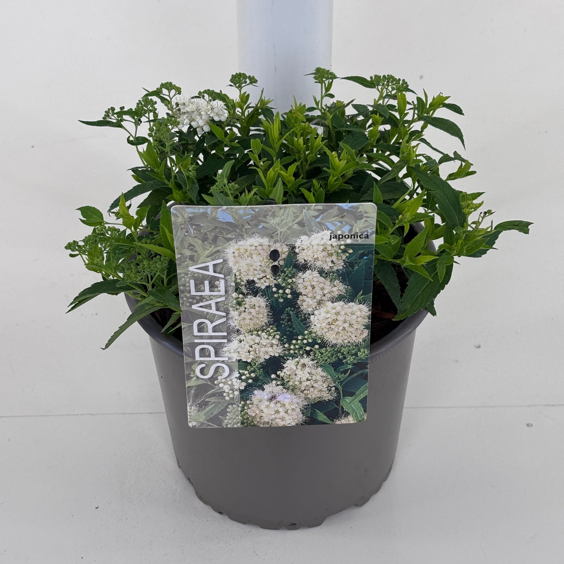 Spiraea japonica Albiflora 20cm 19cm Pot