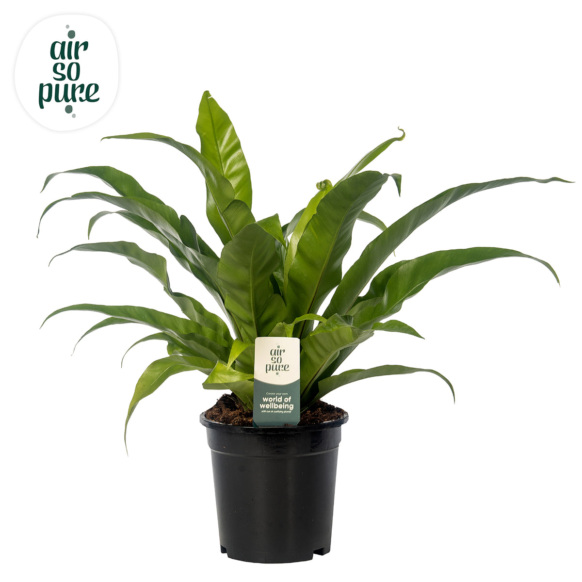 Asplenium antiquum 40cm 17cm Pot