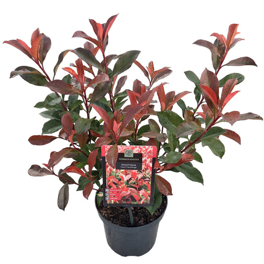 Photinia Carre Rouge 40cm 19cm Pot