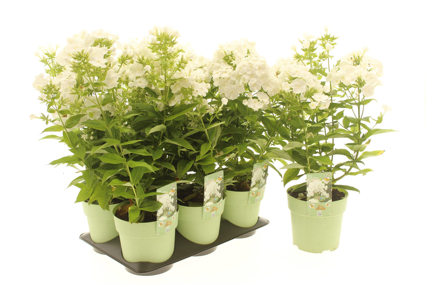 Phlox 35cm 15cm Pot