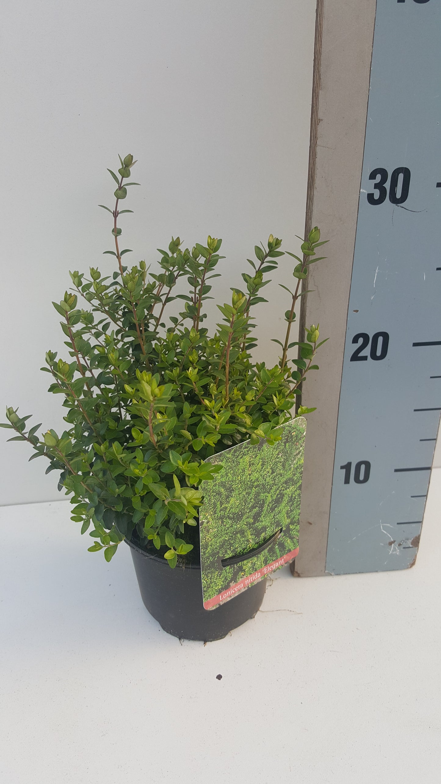 Roessel Tuinpl. VOF, B. v. Lonicera Elegant Pack of 8