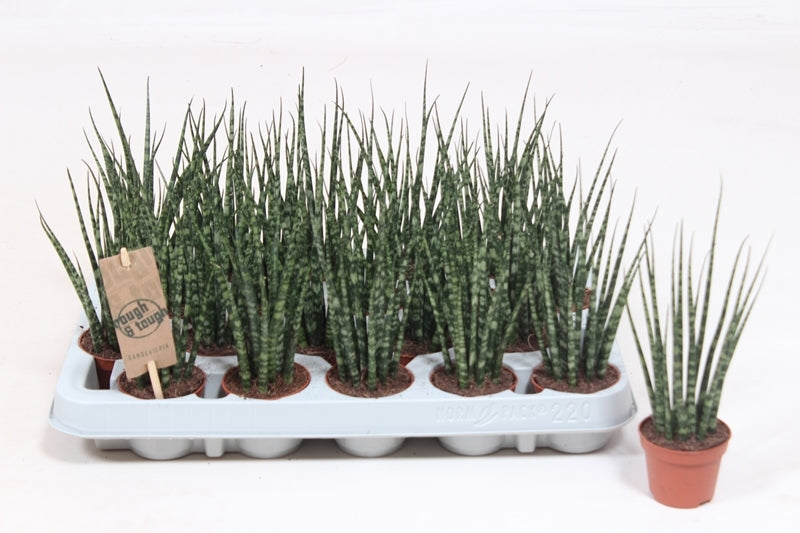 Sansevieria Fernwood Mikado 20cm 6cm Pot