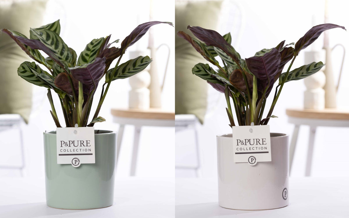 Ctenanthe burle-marxii 25cm 12cm Pot