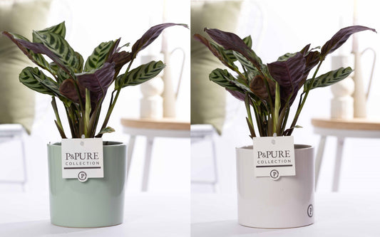 Ctenanthe burle-marxii 25cm 12cm Pot
