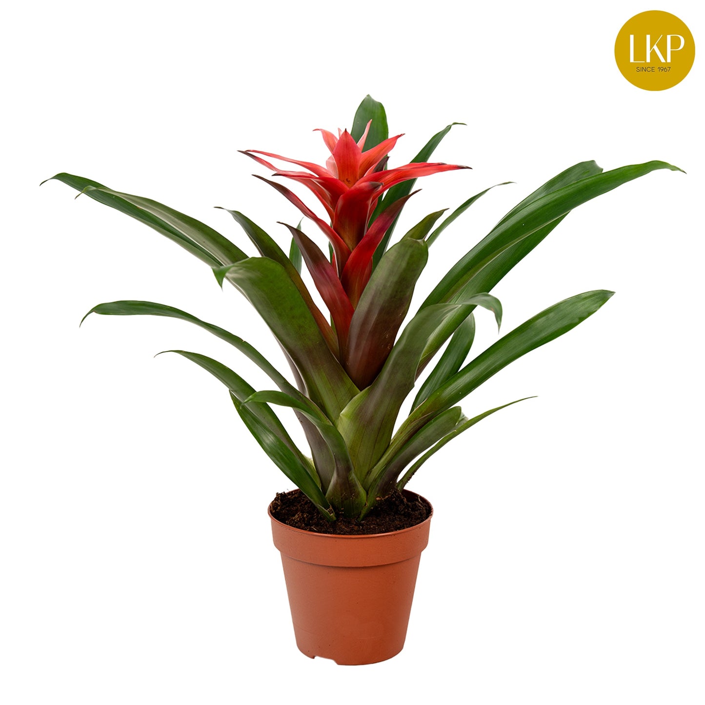LKP plants Guzmania Libby Pack of 11
