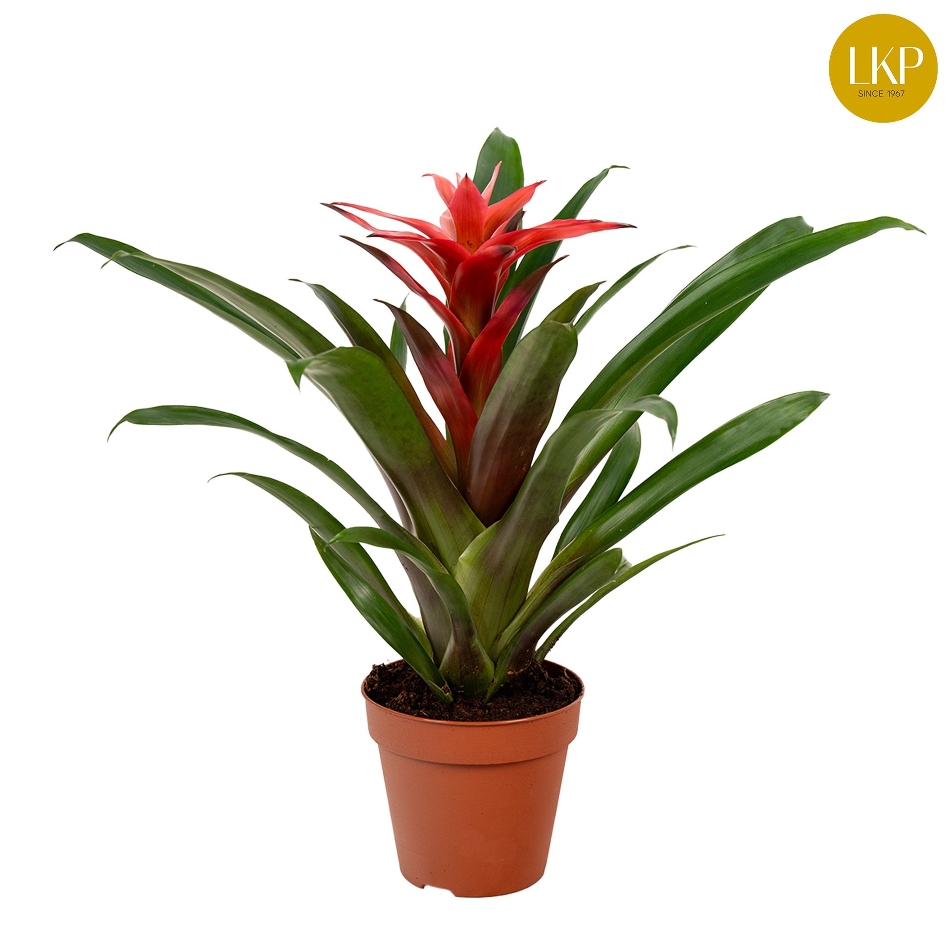 LKP plants Guzmania Libby Pack of 11
