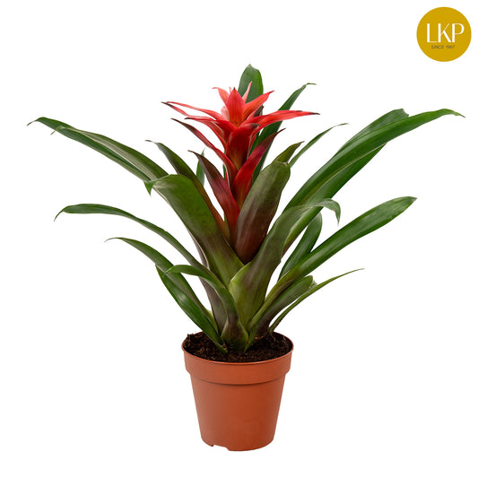 LKP plants Guzmania Libby Pack of 11