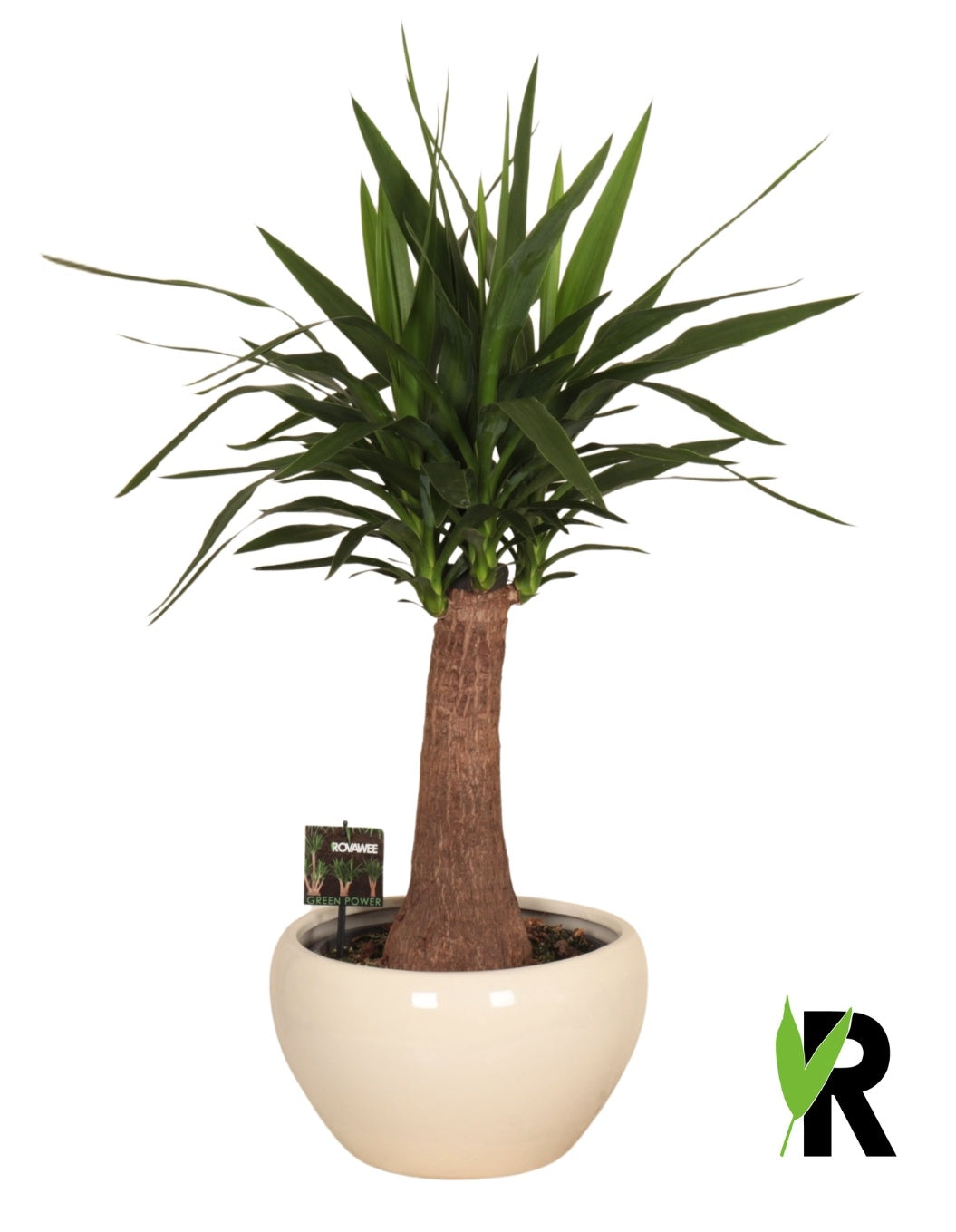 Yucca branched 90cm 32cm Pot
