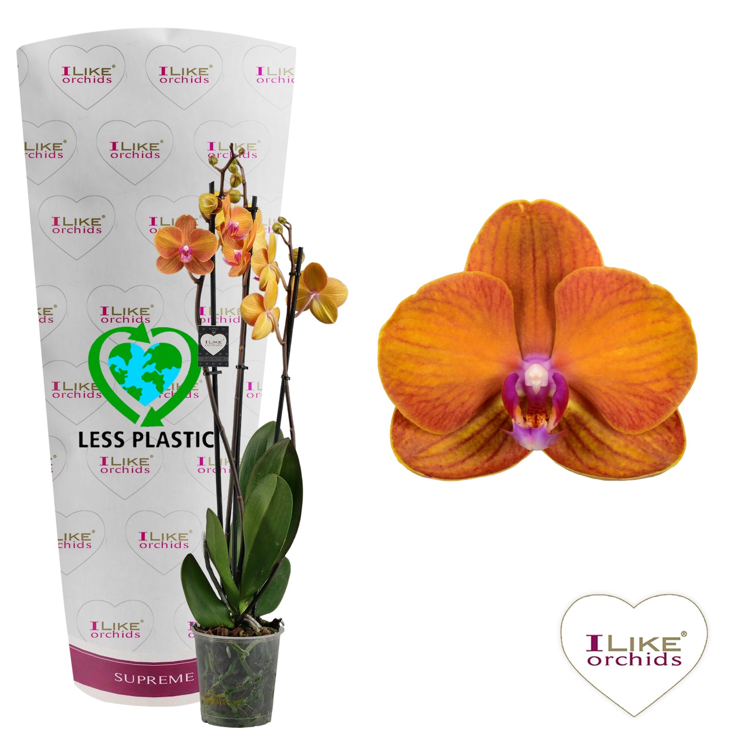 Phalaenopsis Bolonga 75cm 12cm Pot