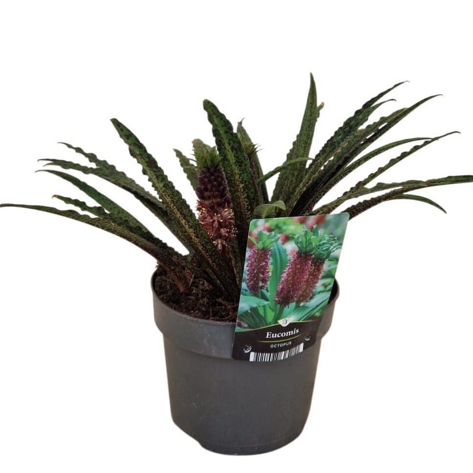 Eucomis mix 40cm 17cm Pot