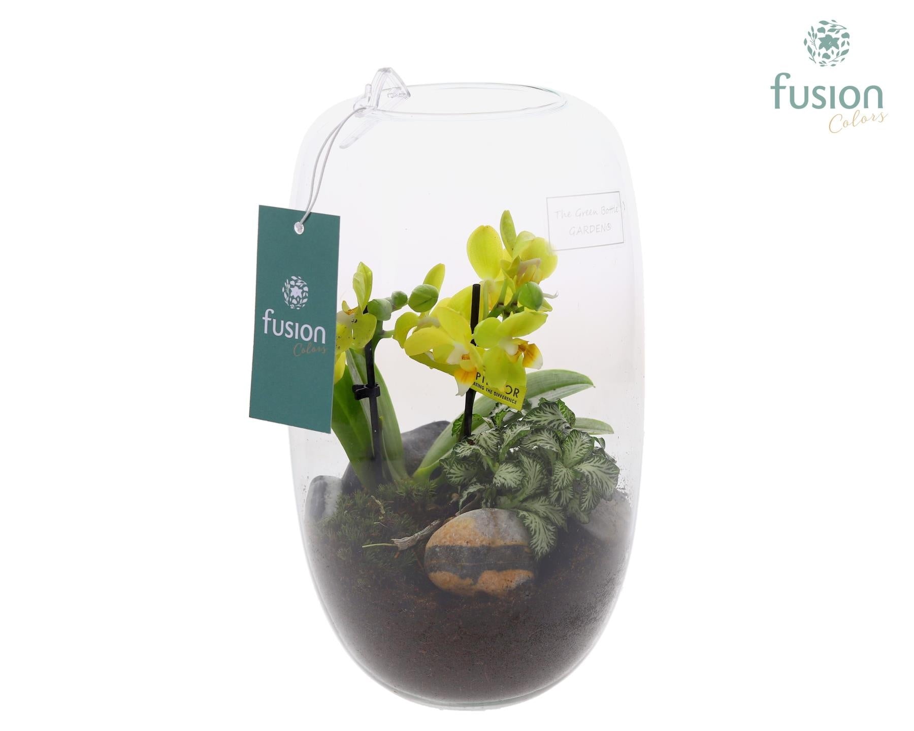 Green Bottle Isabella Medium met Phalaenopsis arrangement 25cm 15cm Pot