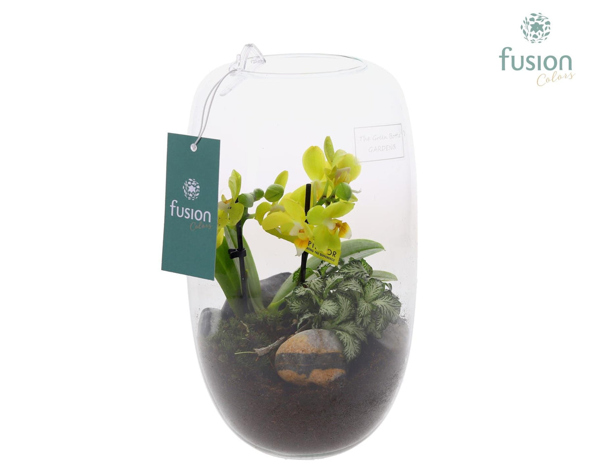 Green Bottle Isabella Medium met Phalaenopsis arrangement 25cm 15cm Pot