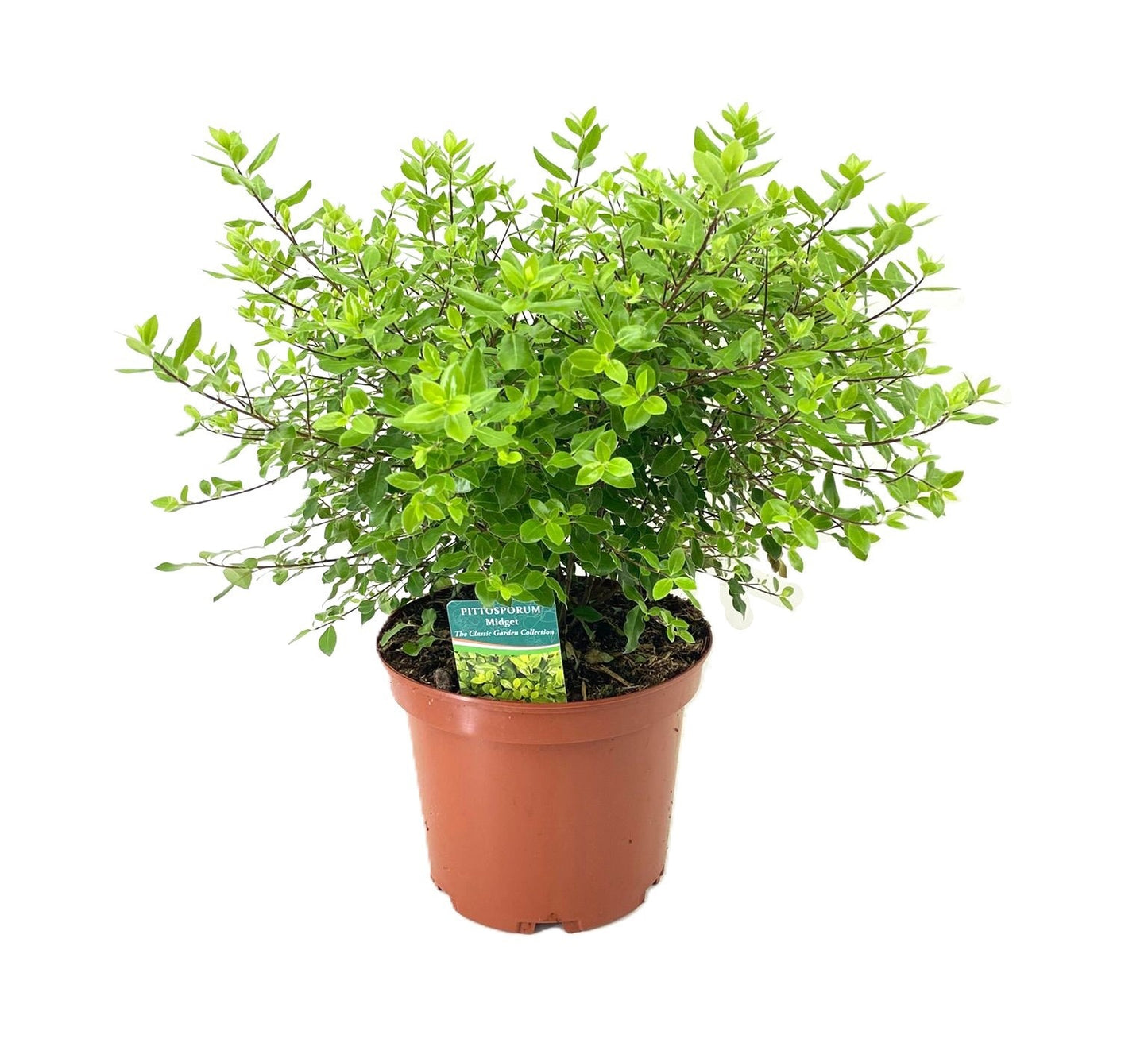 Tetrapanax papyrifer 'Rex' 50cm 24cm Pot