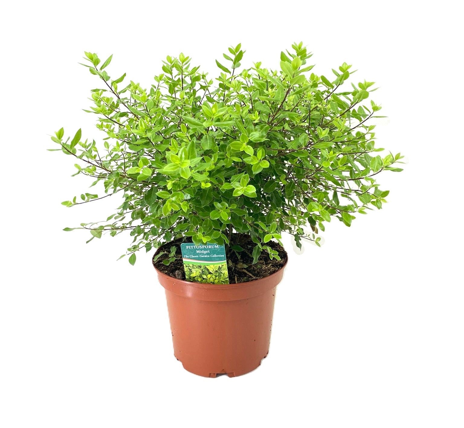 Tetrapanax papyrifer 'Rex' 50cm 24cm Pot