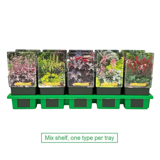 Heuchera hybrid 25cm 11cm Pot