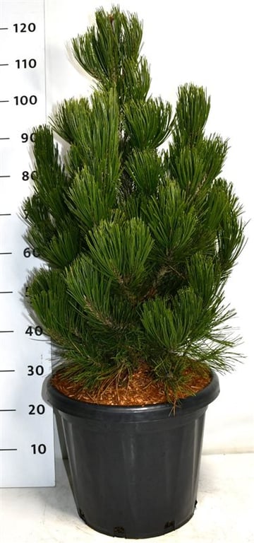 Pinus heldreichii Satellit 120cm 38cm Pot