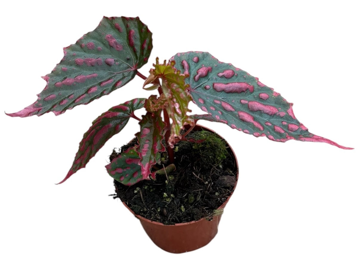 Begonia Cottage Bright Red 12cm 8cm Pot