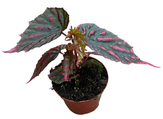 Begonia Cottage Bright Red 12cm 8cm Pot