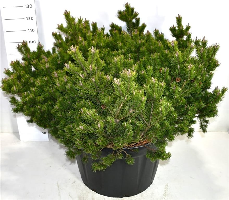 Pinus mugo Klostergrün 130cm 80cm Pot