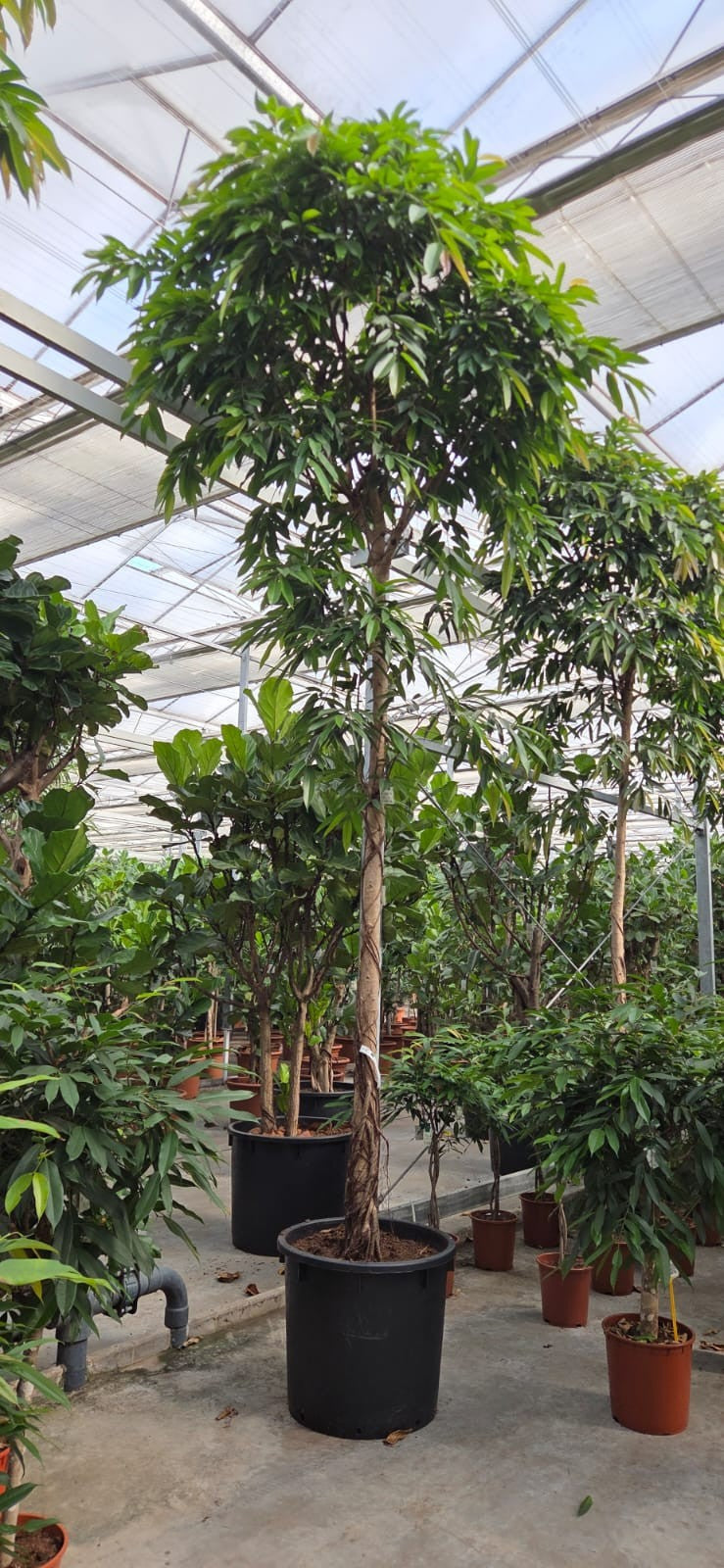 Ficus Amstel King 475cm 70cm Pot