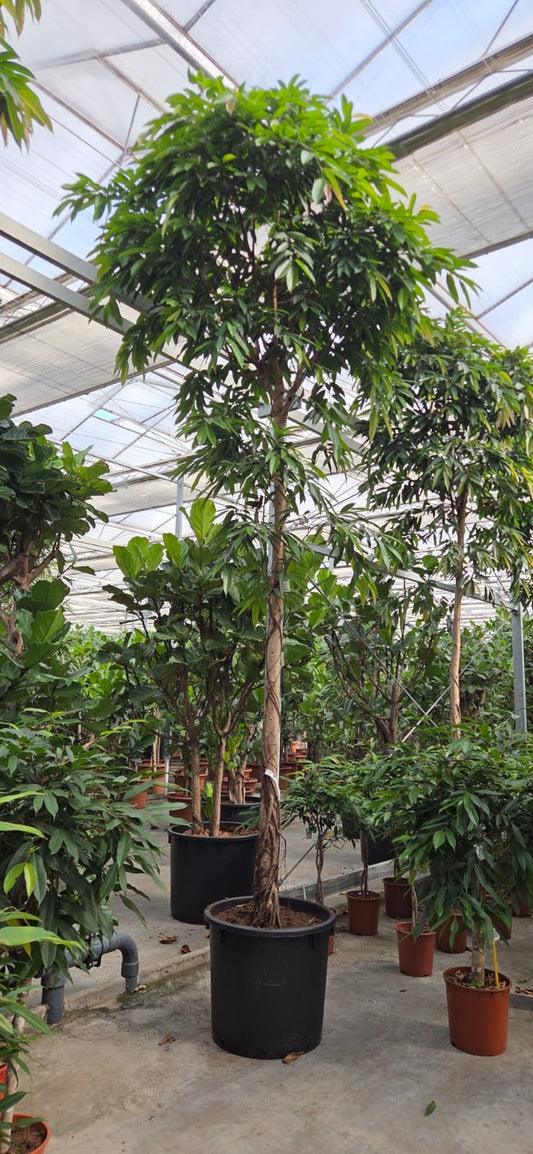Ficus Amstel King 475cm 70cm Pot