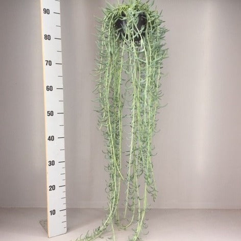 Senecio candidans 45cm 14cm Pot