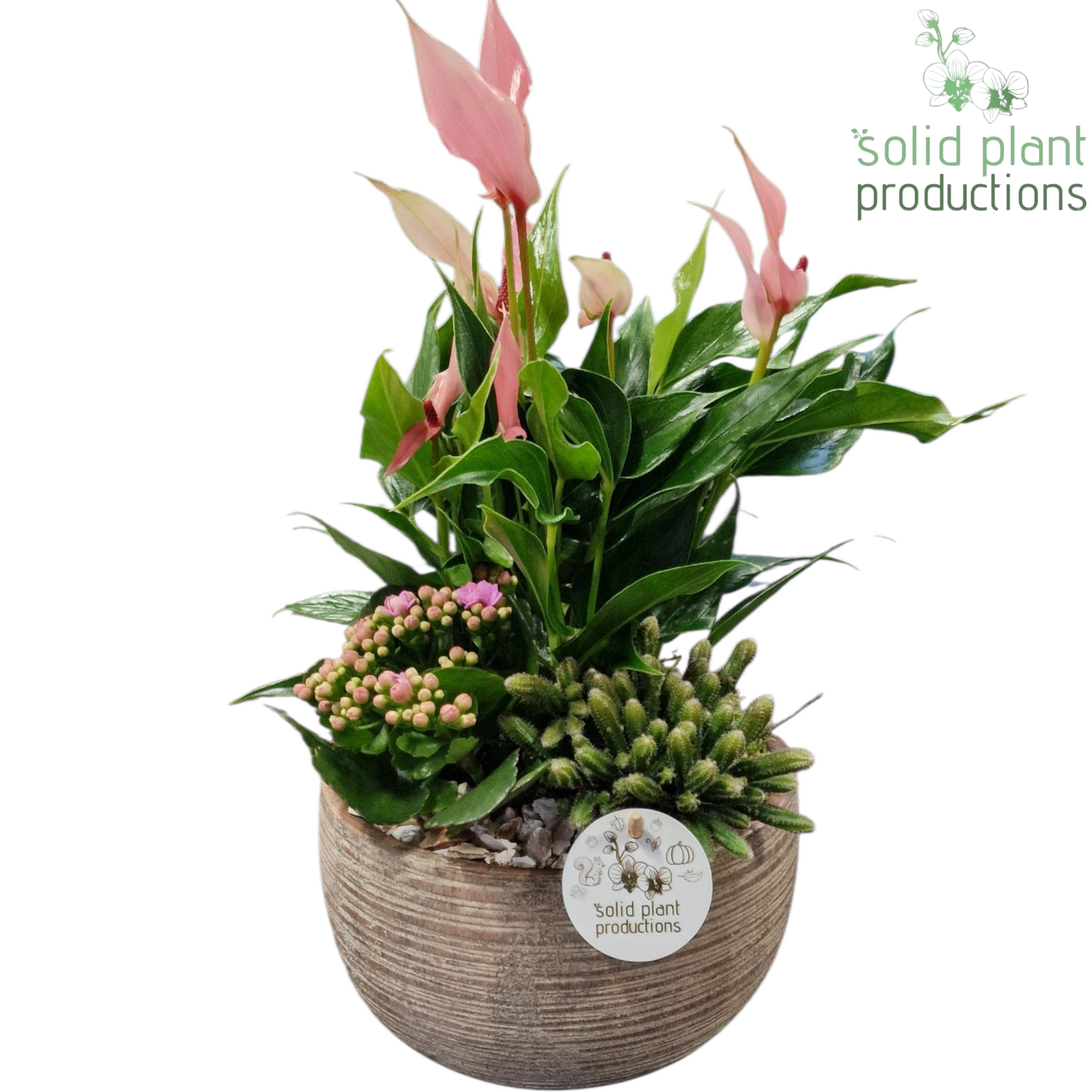 AE060 Arizona Small Pink Anthurium 40cm 21cm Pot