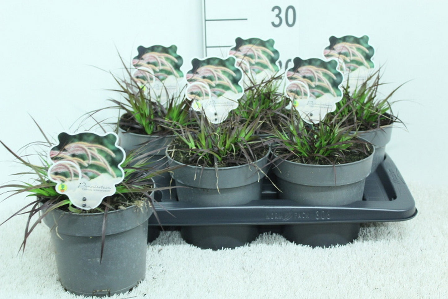 Pennisetum mix 25cm 17cm Pot