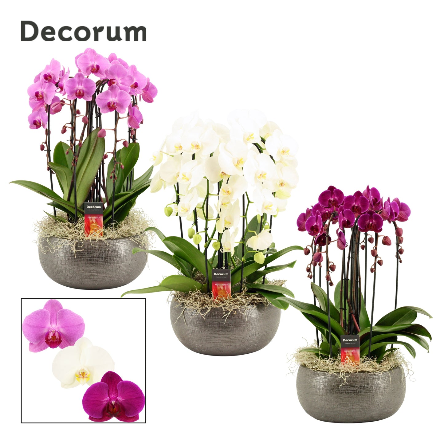 Phalaenopsis mix 55cm 27cm Pot