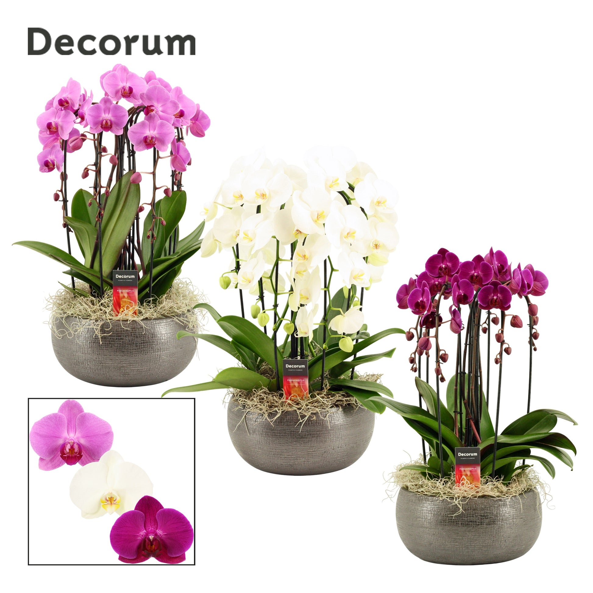 Phalaenopsis mix 55cm 27cm Pot