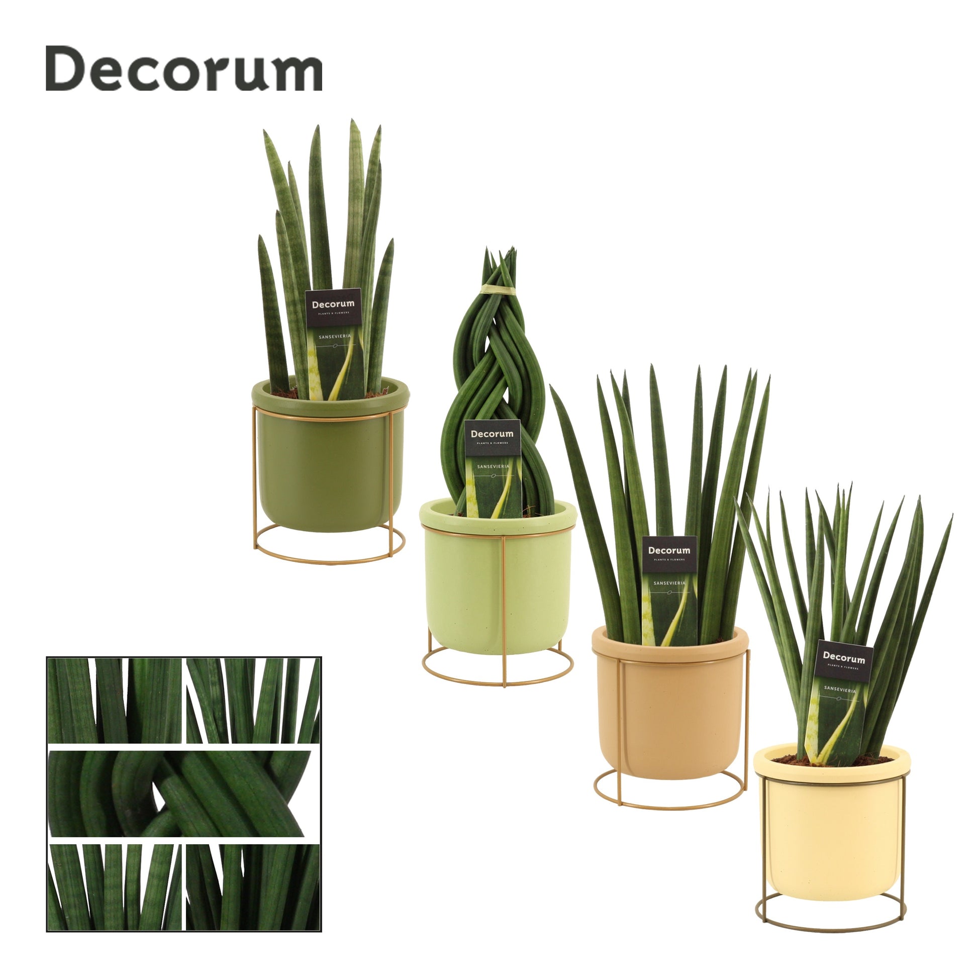Sansevieria cylindrica 35cm 12cm Pot