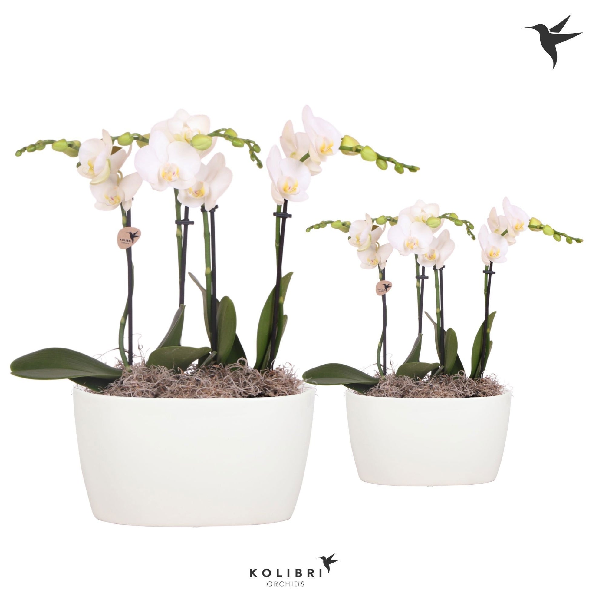 Kolibri Orchids Phalaenopsis white 4 spike in Oval Twins white 40cm 18cm Pot