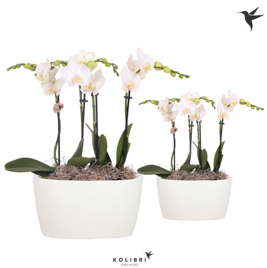 Kolibri Orchids Phalaenopsis white 4 spike in Oval Twins white 40cm 18cm Pot