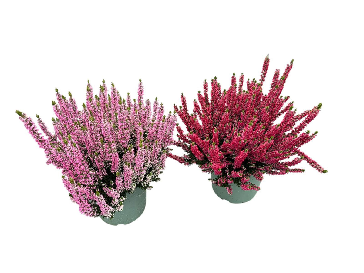 Calluna Beauty Ladies mix 35cm 17cm Pot
