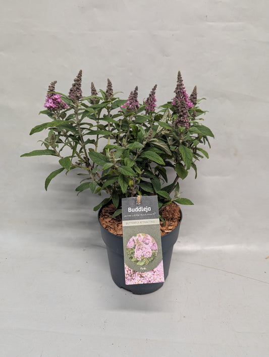 Buddleja davidii Trio (3 colours/1 pot) 30cm 15cm Pot