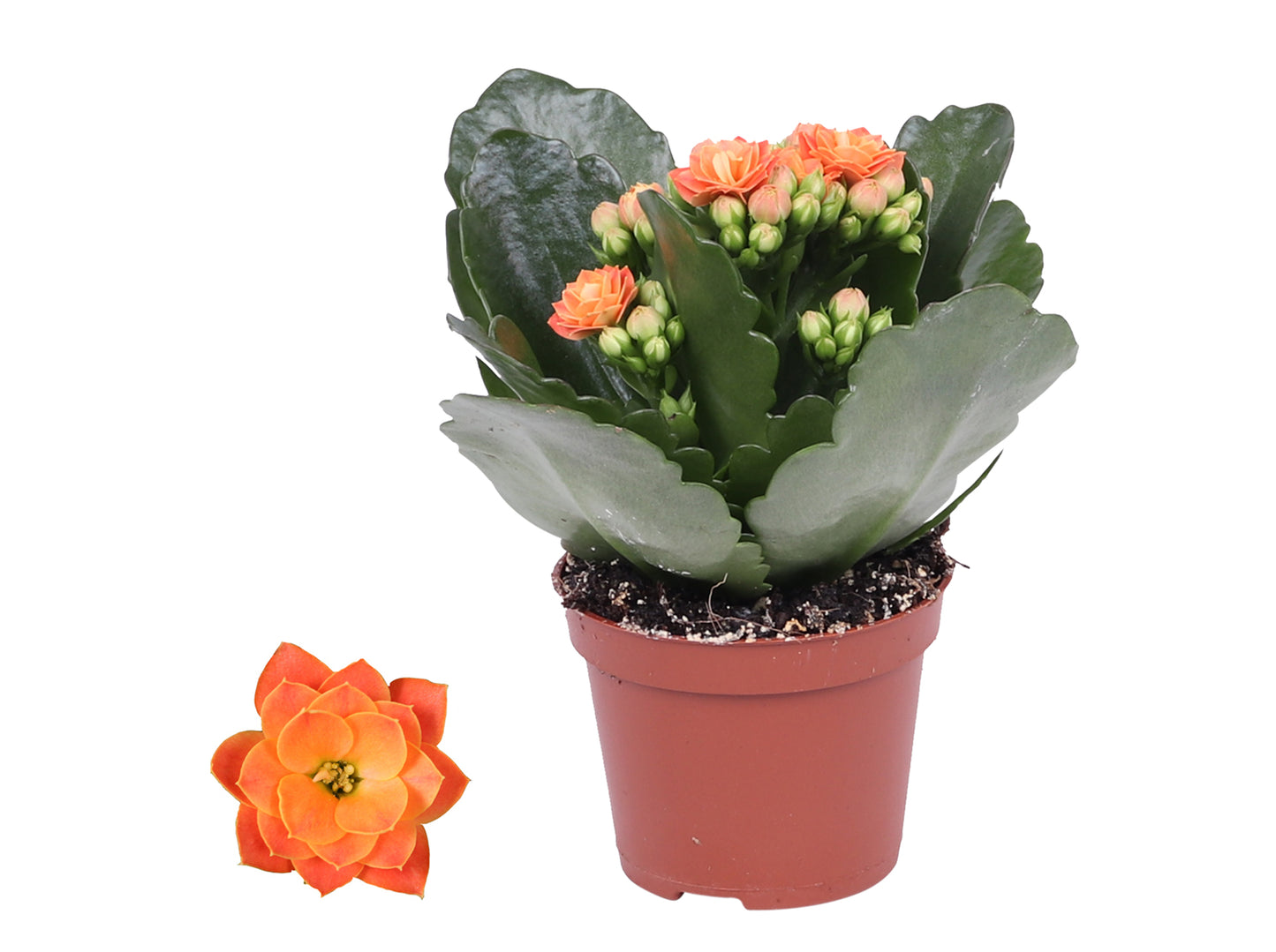Kalanchoe Rosalina Don Pedro 12cm 6cm Pot